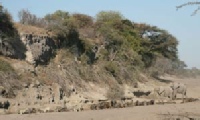Waterhole, Boteti River Waterhole, Boteti River