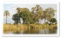 Godikwe Island, Okavango Delta Godikwe Island, Okavango Delta
