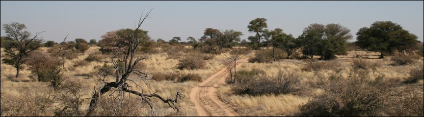 Kgalagadi Transfrontier Park