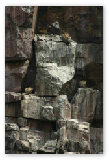 Gootau Cape Vulture Colony, Tswapong HIlls