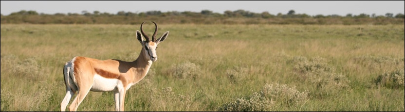 Springbok