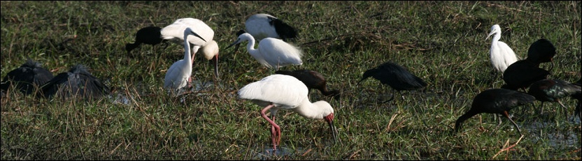 Egrets & Spoonbill - Chobe River Egrets & Spoonbill - Chobe River