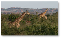 Giraffe - Tuli Safari Lodge
