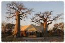 Three Baobabs Three Baobabs