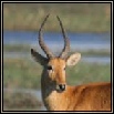 Other Antelope