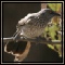 Babblers