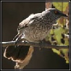 Babblers