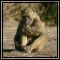 Baboon