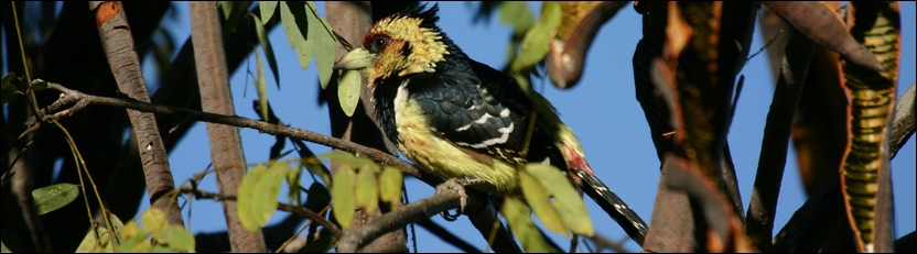 Crested Barbet - Limpopo River Lodge