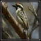 Barbets