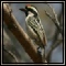 Barbets