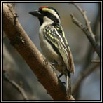 Barbets
