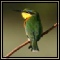 Bee-eaters