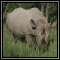 Black Rhino