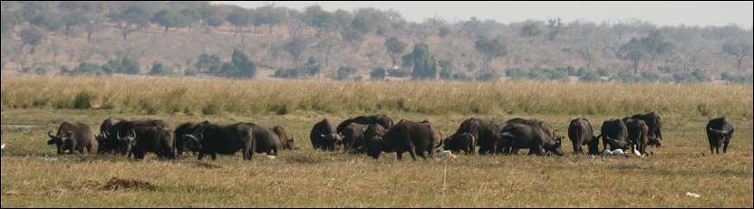 Buffalo - Chobe National Park