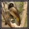 Bulbuls