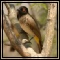 Bulbuls