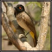 Bulbuls