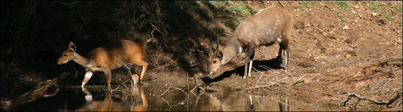 Bushbuck - Tuli Block