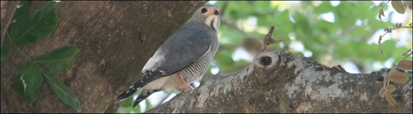 Lizard Buzzard