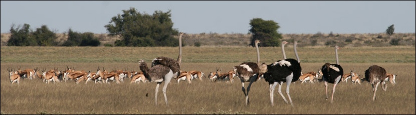 Springbok & Ostriches - Central Kalahari Game Reserve