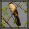 Crows, Cuckoos & Coucals