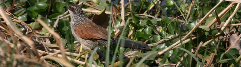 Whitebrowed Coucal