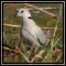 Doves & Pigeons