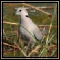 Doves & Pigeons