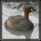 Ducks & Grebes