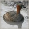 Ducks & Grebes