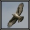 Eagles