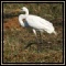 Egrets & Spoonbill