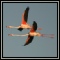 Flamingos & Pelicans