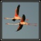 Flamingos & Pelicans