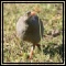 Francolins & Spurfowl