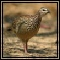 Gamebirds & Doves
