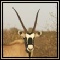 Gemsbok