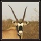 Gemsbok