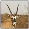 Gemsbok