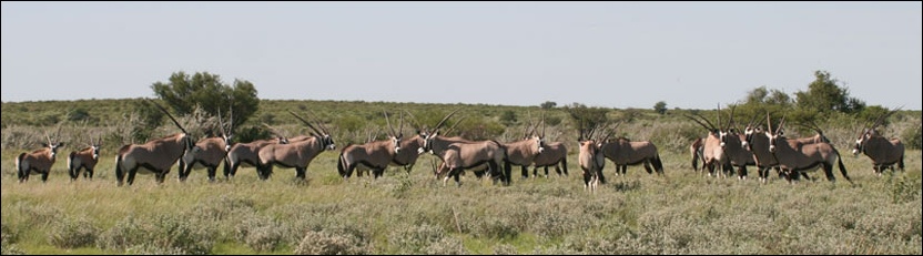 Gemsbok - Central Kalahari Game Reserve