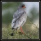 Goshawks