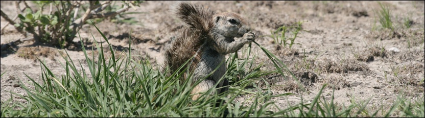 Ground Squirrel - Central Kalahari Game Reserve
