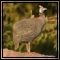 Guineafowl