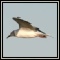 Gulls & Skimmer