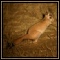 Hares & Dassies