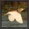 Herons & Cormorants