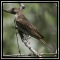 Oxpeckers & Honeyguides