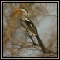 Yellowbilled Hornbill