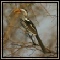 Hornbills